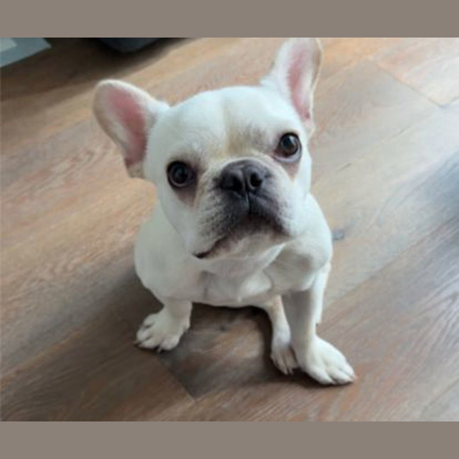 Photo of Buttercup