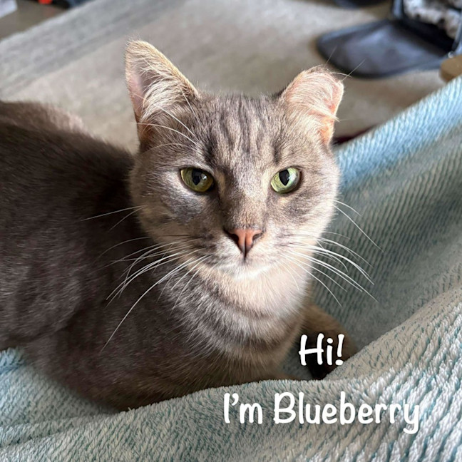 Photo of Blueberry