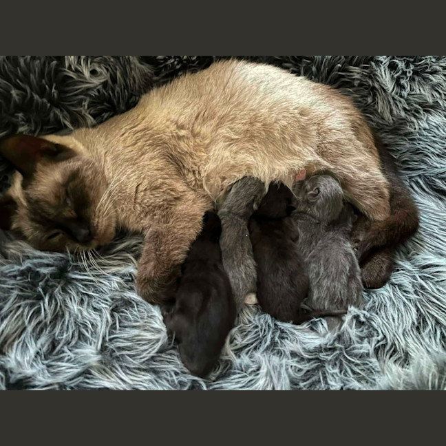 Photo of Queenie**2nd Chance Cat Rescue**