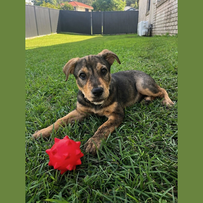 Photo of Nala