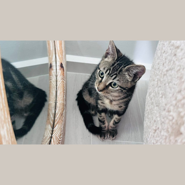 Photo of Tiki 