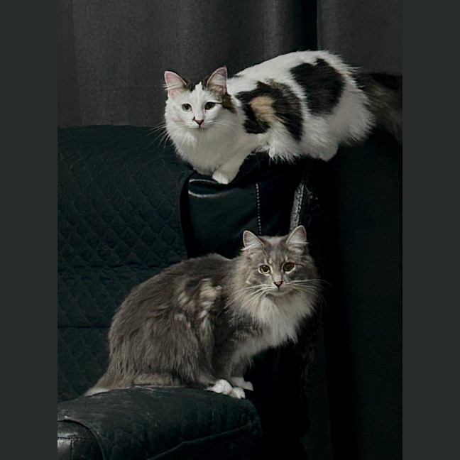 Photo of Silvermist (And Tinkerbell)