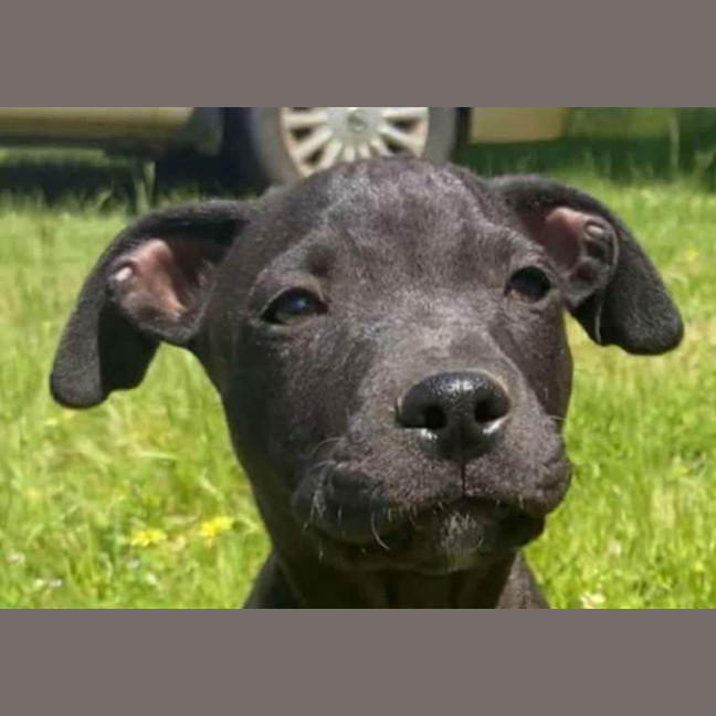 Photo of Louie ~ Staffy X Beagle Puppy