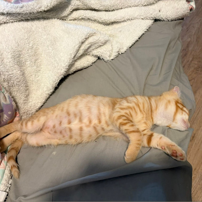 Photo of Salami