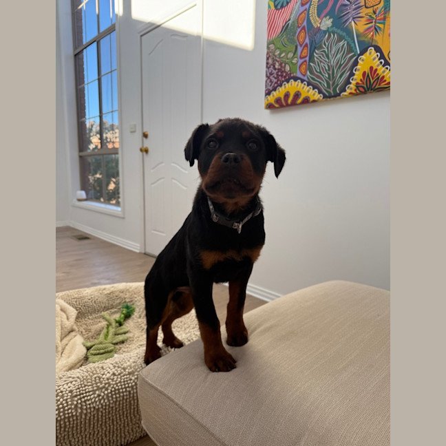 Photo of Enzo (Was Baloo)