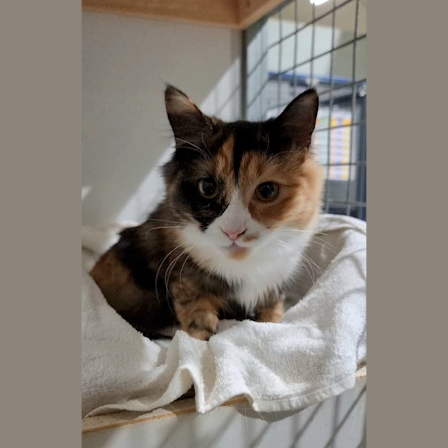 Photo of Maxine (Bonded With Fabiola)