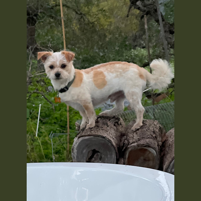 Photo of Odie