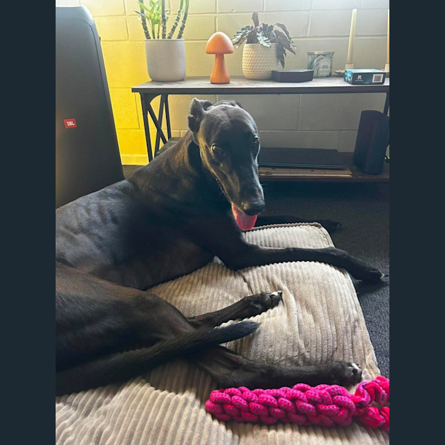 Photo of Vince, The Greyhound