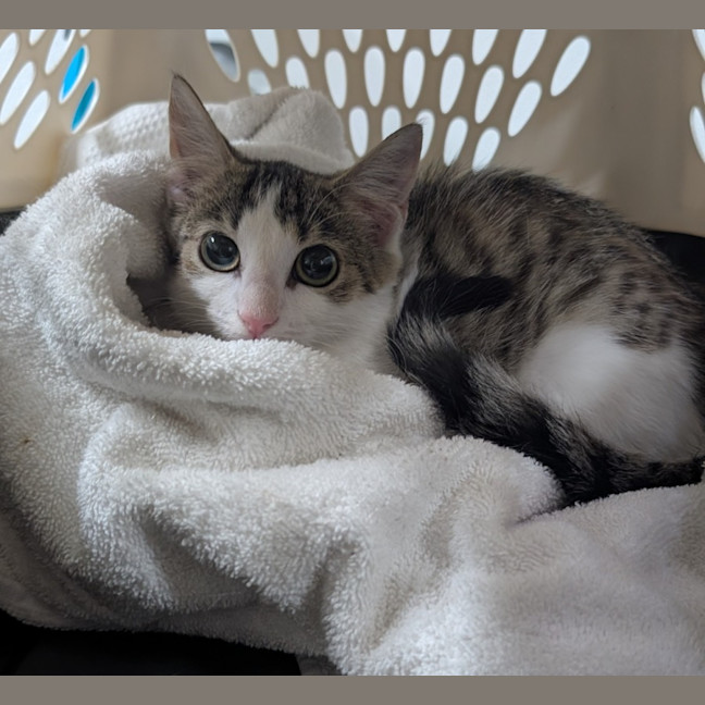 Photo of Penelope Pitstop