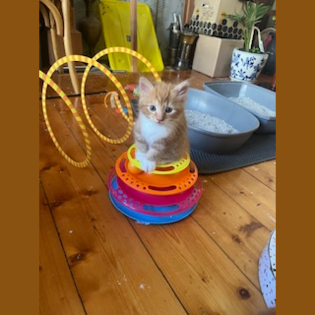 Photo of Dutchie