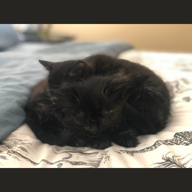 Photo of Floof   2 Month Old Domestic Medium Hair (Trial)