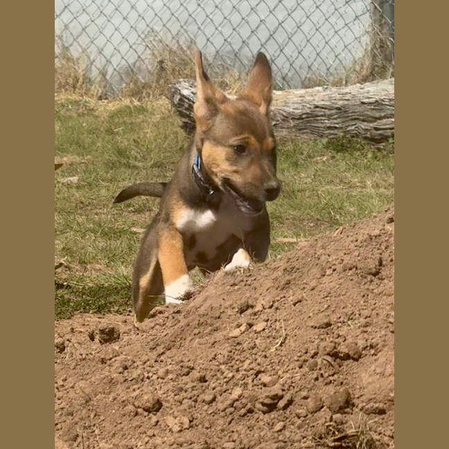 Photo of Rex 