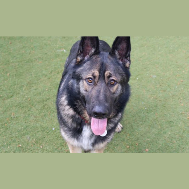 Photo of Rex