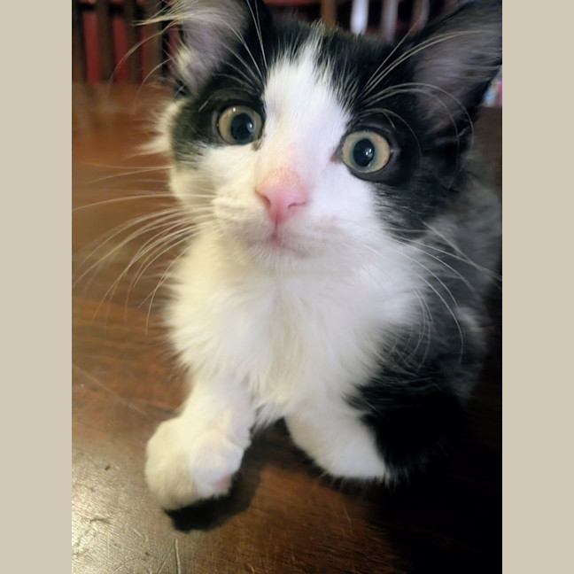Photo of Bandit