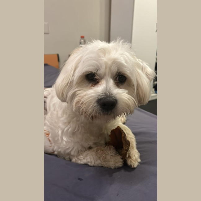 Photo of Celine   10 Month Old Maltese X Shih Tzu (Trial)