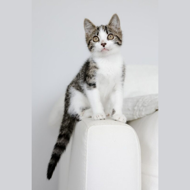 Photo of Otis