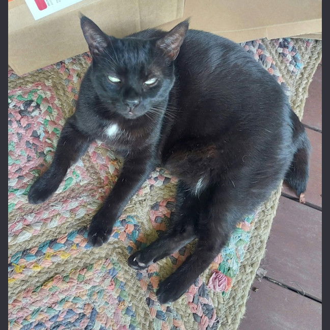 Photo of Miso