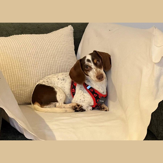 Photo of Coco Firebrace