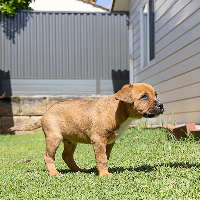 Photo of Brownie