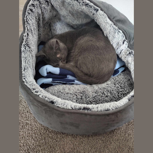 Photo of Stan
