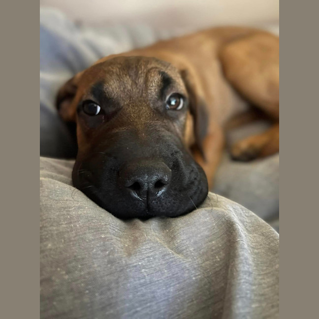 Photo of Vega (Was Nova)