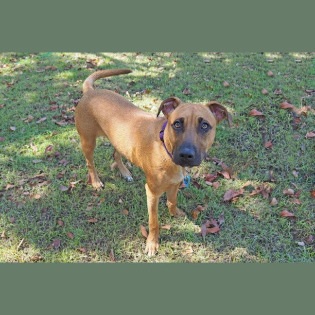 Photo of Scooby