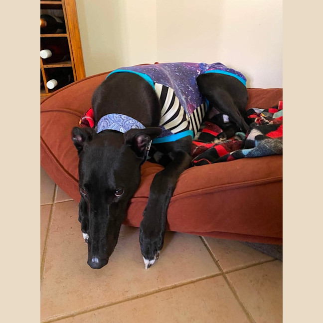Photo of Mason, The Greyhound 