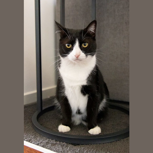 Photo of Brownie