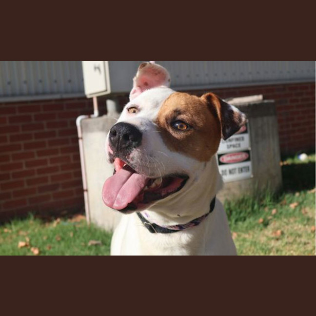Photo of Patch