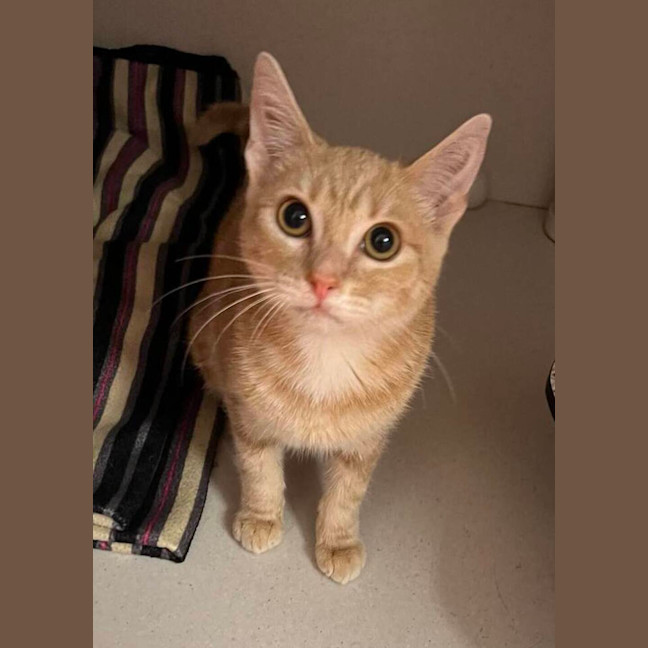 Photo of Olive