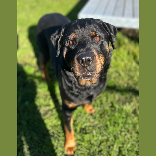 Photo of Hulk