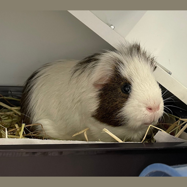 Photo of Oreo