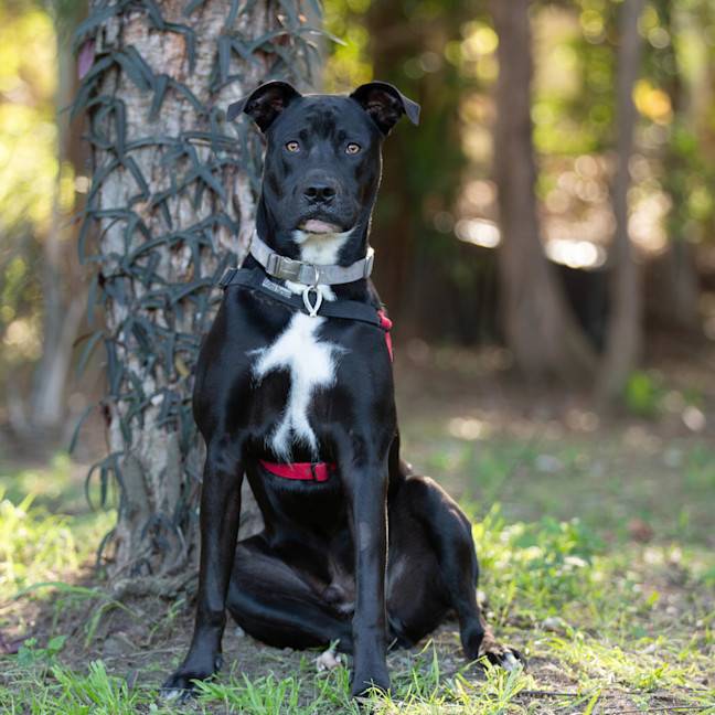 Photo of Onyx