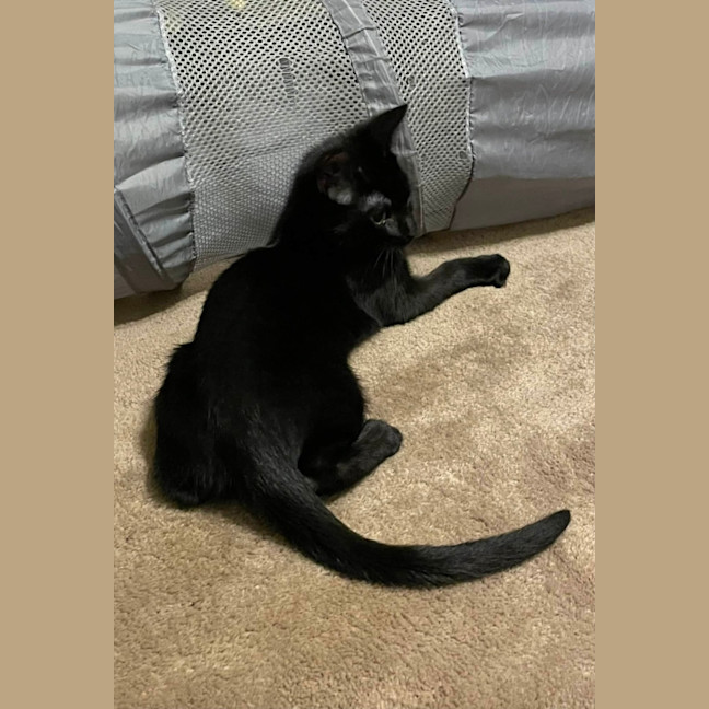 Photo of South   Meet Me At The Adoption Day 28/2