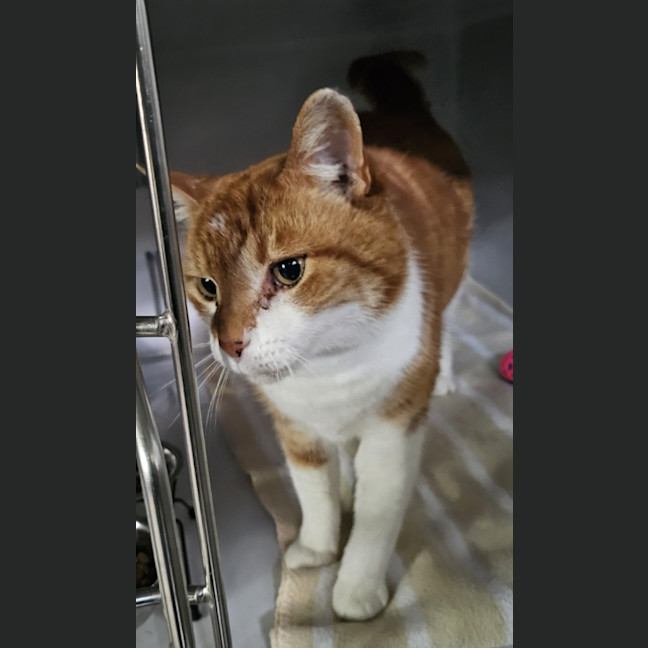 Photo of Fergus