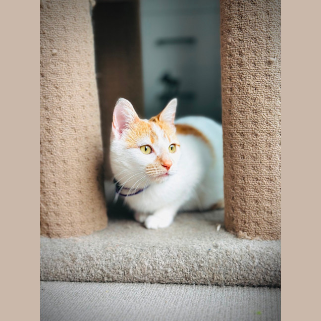 Photo of Xena: Warrior Princess