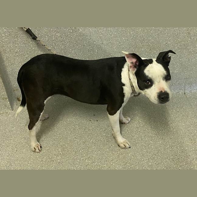 Photo of Roxy