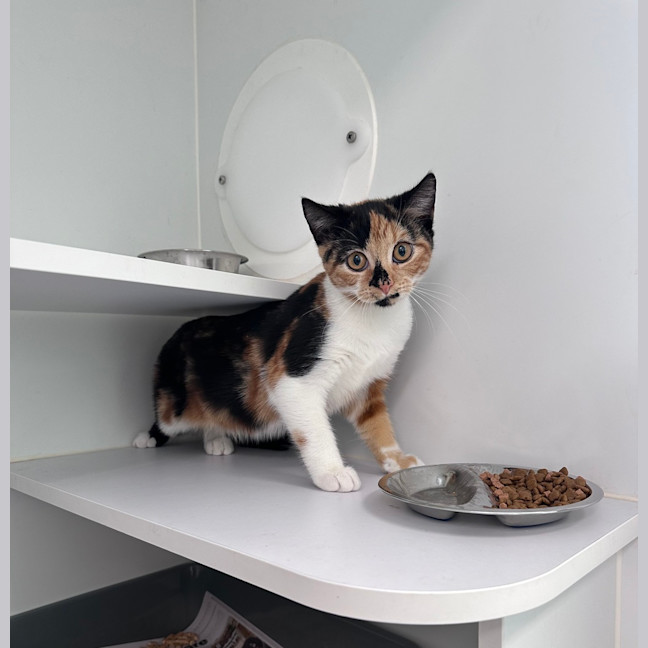 Photo of Noodles