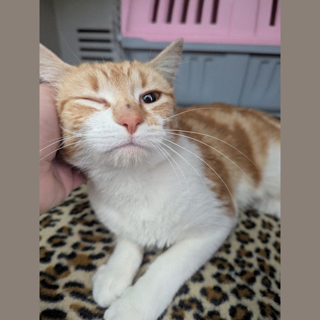 Photo of Missy Elliot