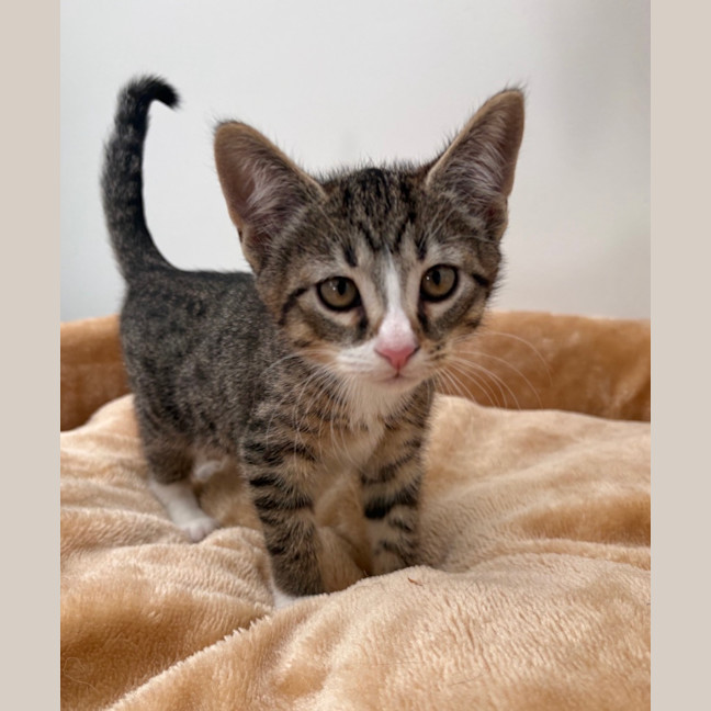 Photo of Willow