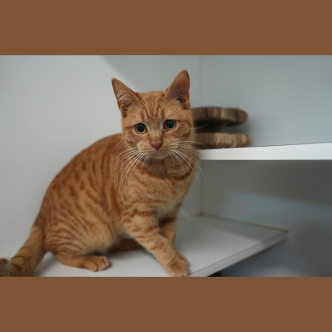 Photo of Cheese Supreme