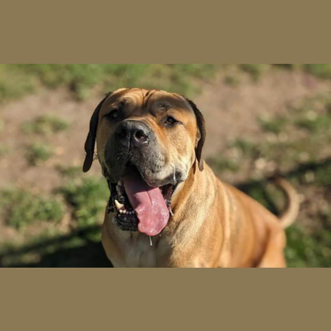 Photo of Bobo