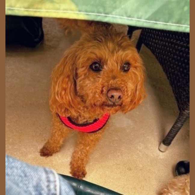 Photo of Buddy
