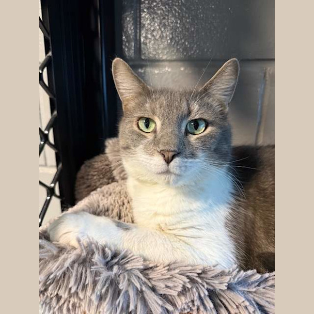 Photo of Tazzie