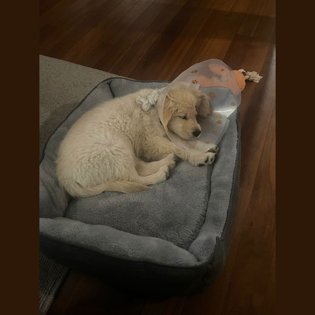 Photo of Willow