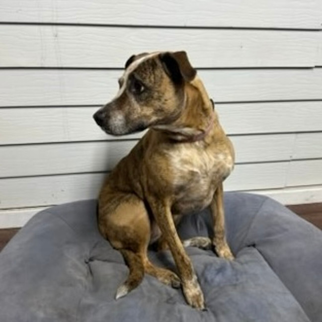 Photo of Stella   Assisted Rehome 💫