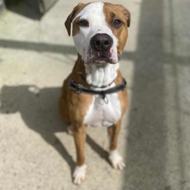 Photo of Winston