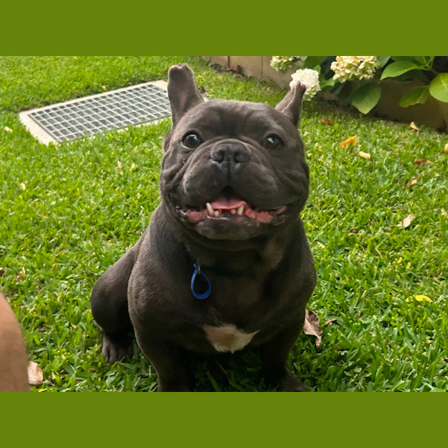 Photo of Bruce   3 Year Old French Bulldog (Hold)