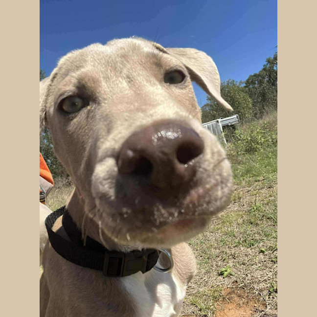 Photo of Brutus