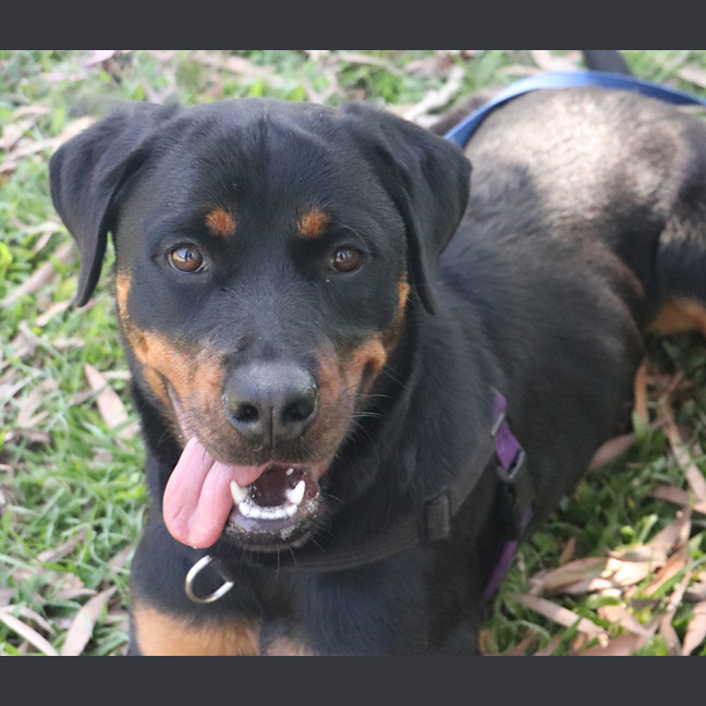 Photo of Cora